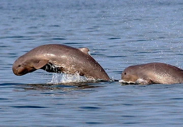 Cá heo sông Mekong được bảo vệ ảnh 1 Cá heo sông Mekong được bảo vệ ảnh 1