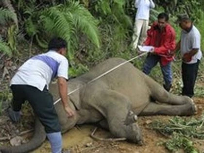 Voi lùn có nguy cơ tuyệt chủng ở Malaysia chết hàng loạt ảnh 2