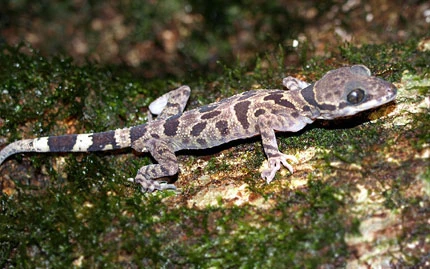 “Khai sinh” cho thằn lằn... gốc Việt ảnh 2