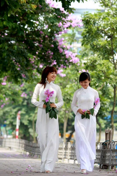 Bằng lăng tím vẫy gọi hè ảnh 13