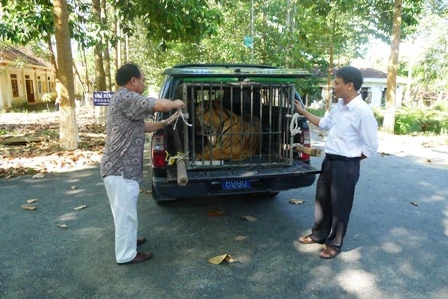 Bàn giao cá thể hổ nặng 170kg về Sóc Sơn, Hà Nội ảnh 2