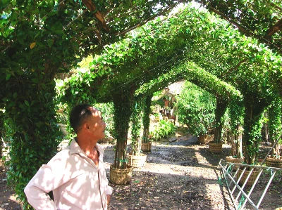 “Đại gia” cây cảnh đồng bằng ảnh 1