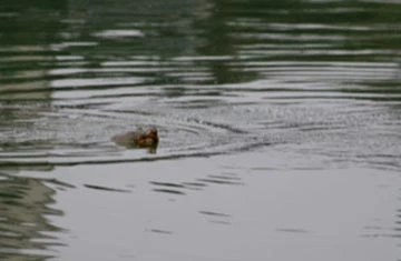 Háo hức xem cụ rùa Hồ Gươm nổi đầu năm ảnh 2