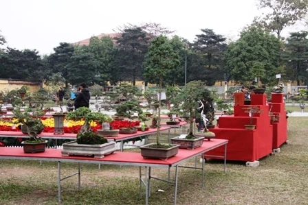 Vỡ trận “siêu cây triệu đô”, đại gia đi nuôi vịt ảnh 4