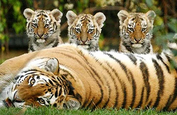 Năm Canh Dần, coi chừng con cọp! ảnh 1