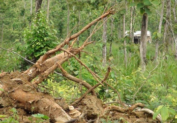 Đất rừng rơi vào tay cán bộ, kiểm lâm, công an… ảnh 2