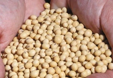 Bạn biết gì về thực phẩm biến đổi gen? ảnh 1