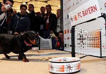 Hậu duệ của bạch tuộc Paul ảnh 1