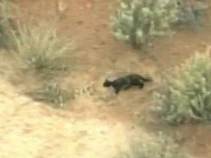 Mèo "tuyệt thực" trên ngọn xương rồng ảnh 6