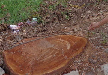 Bốn cây xà cừ 30 năm tuổi biến mất ảnh 1 Bốn cây xà cừ 30 năm tuổi biến mất ảnh 1