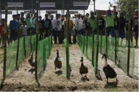 Những cuộc thi kỳ lạ nhất thế giới ảnh 2