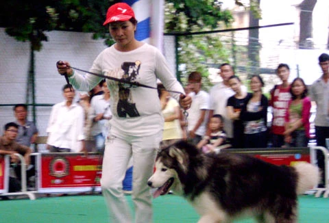 Thi "hoa hậu chó" ảnh 9