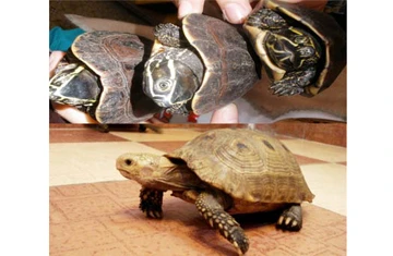 Xuyên đại ngàn săn rùa vàng ảnh 2