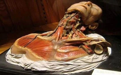 Bảo tàng rùng rợn nhất thế giới ảnh 9