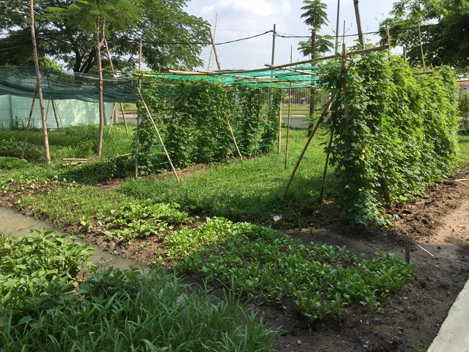 phiên chợ rau sạch