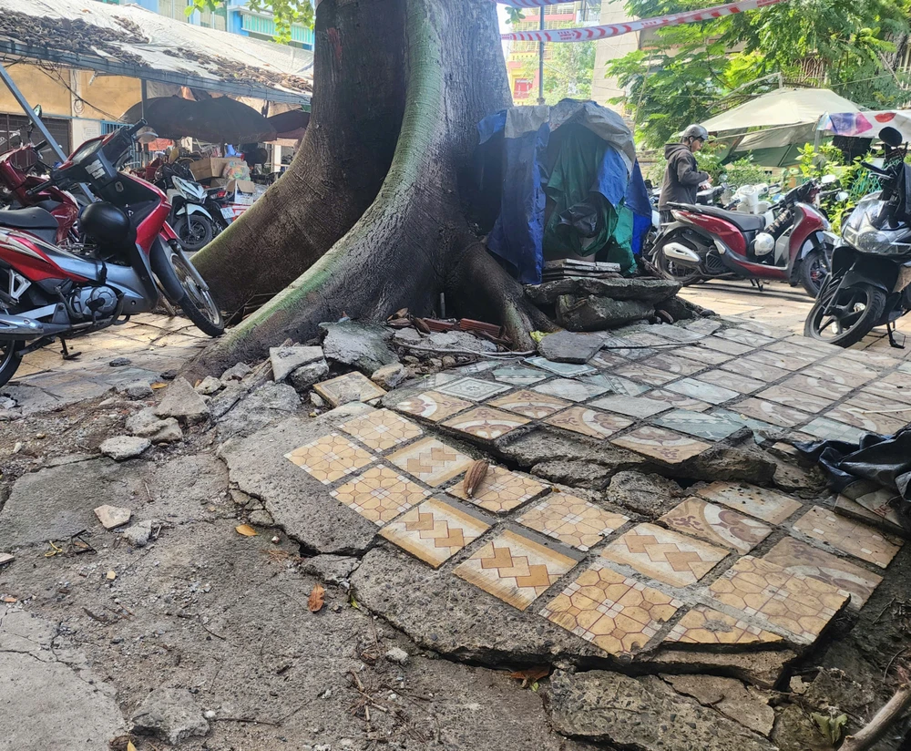 TP.HCM: Cây xanh bật gốc nghiêng sát lối đi ở cư xá Thanh Đa