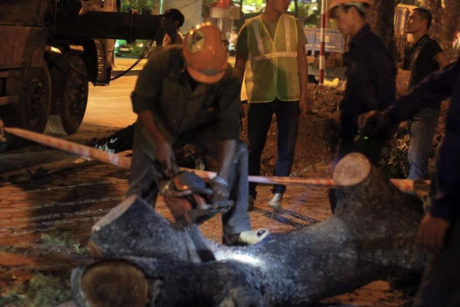 cắt bớt một phần ngọn trước khi di chuyển.