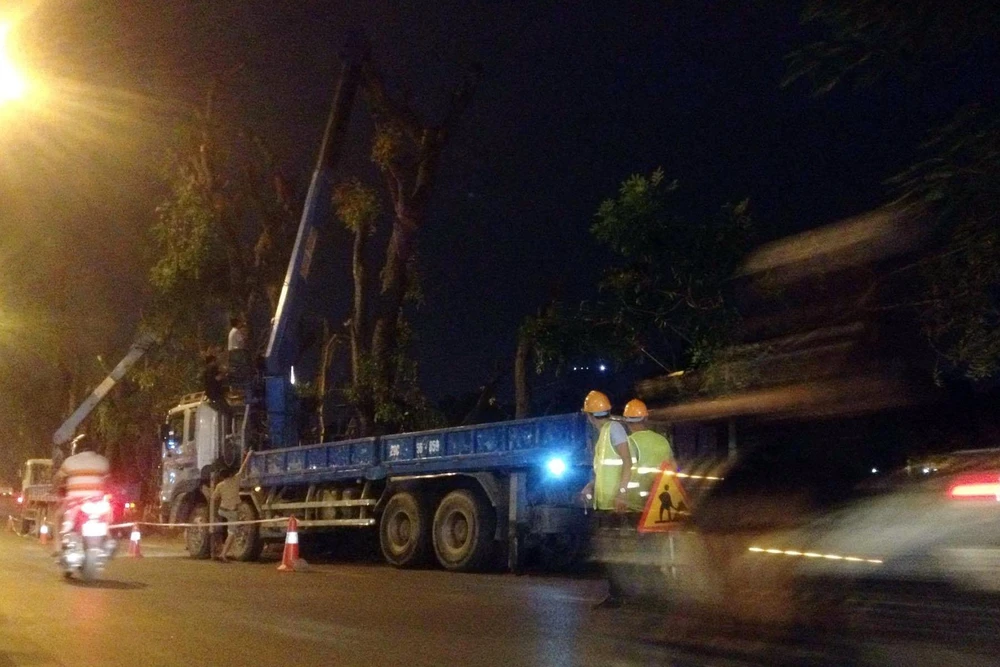 các công nhân bắt đầu tiến hành di chuyển cây trên đường Kim Mã.