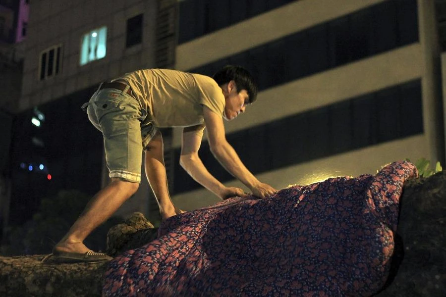 Cây được bọc cẩn thận để khi cẩu lên xe không bị xây xát...