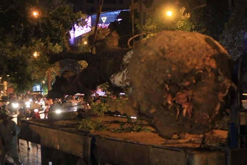 Việc chuyển cây được tiến hành rất cẩn thận, tỉ mỉ và nhịp nhàng ở từng khâu.