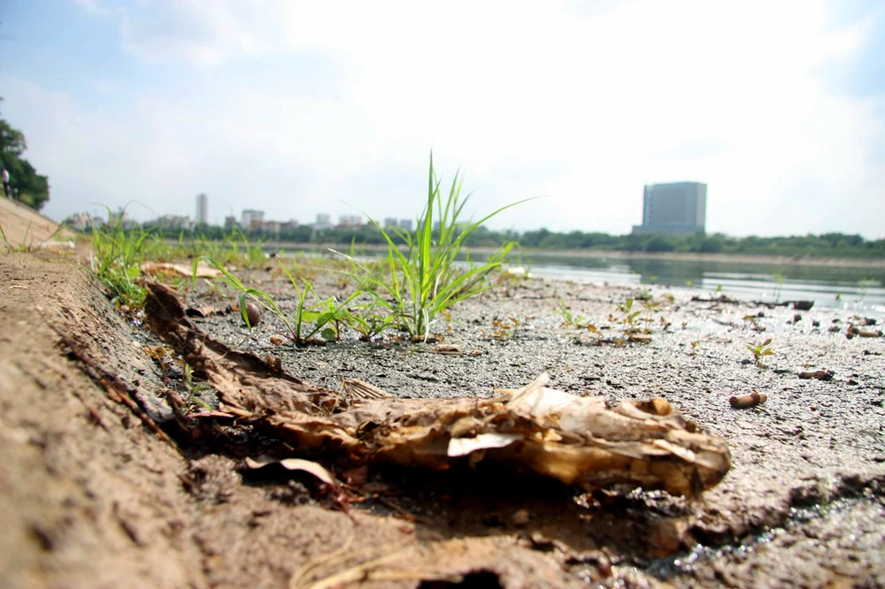 Cá lại chết nhiều ở hồ Linh Đàm ảnh 9