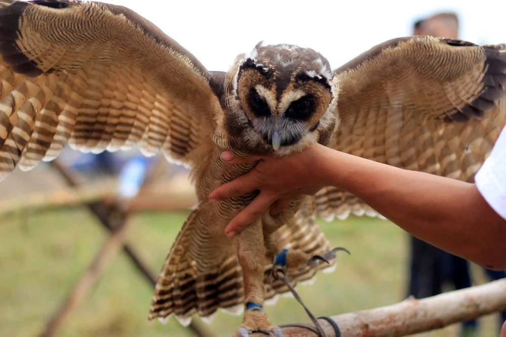 Hào hứng với hội thi chim ở Hà Nội ảnh 3