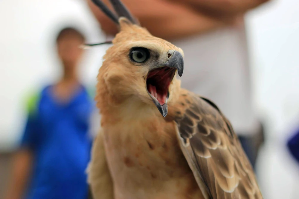 Hào hứng với hội thi chim ở Hà Nội ảnh 6