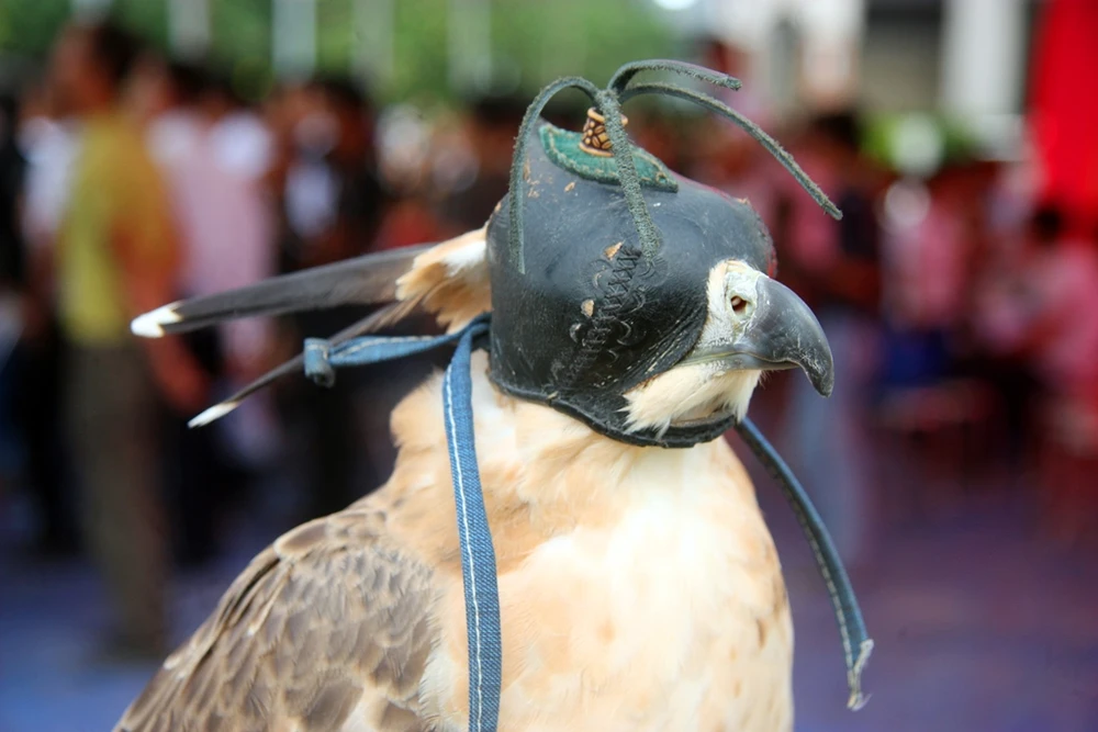 Hào hứng với hội thi chim ở Hà Nội ảnh 9