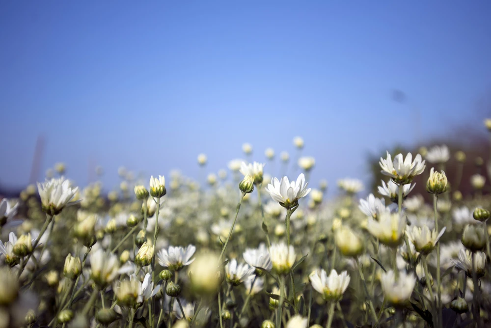 Thiếu nữ Hà thành 'đọ sắc' cùng hoa cúc họa mi ảnh 2