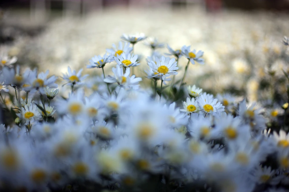 Thiếu nữ Hà thành 'đọ sắc' cùng hoa cúc họa mi ảnh 4