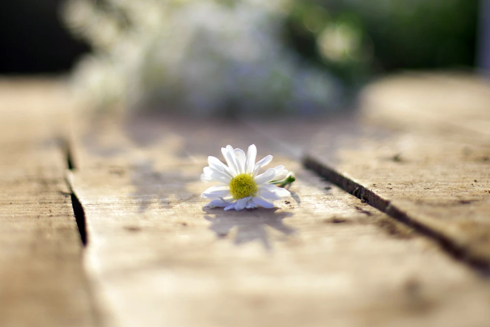 Thiếu nữ Hà thành 'đọ sắc' cùng hoa cúc họa mi ảnh 6