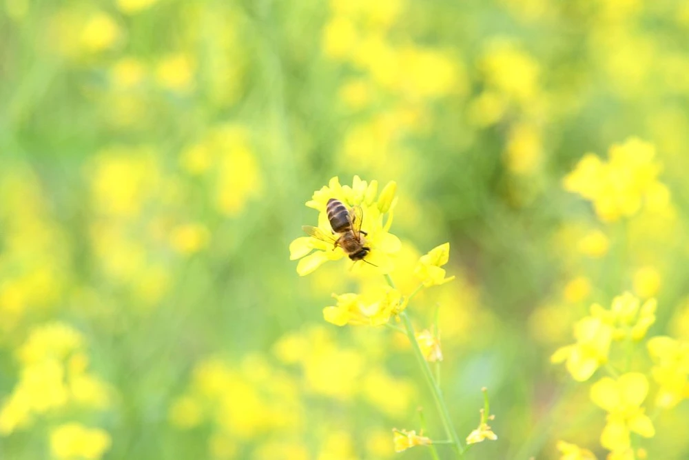 Đồng cải vàng làm mê mẩn giới trẻ Hà Thành ảnh 7