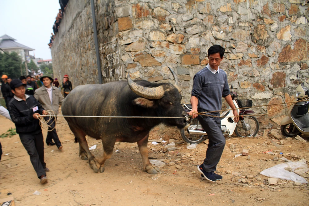lễ chọ trâu hải lựu