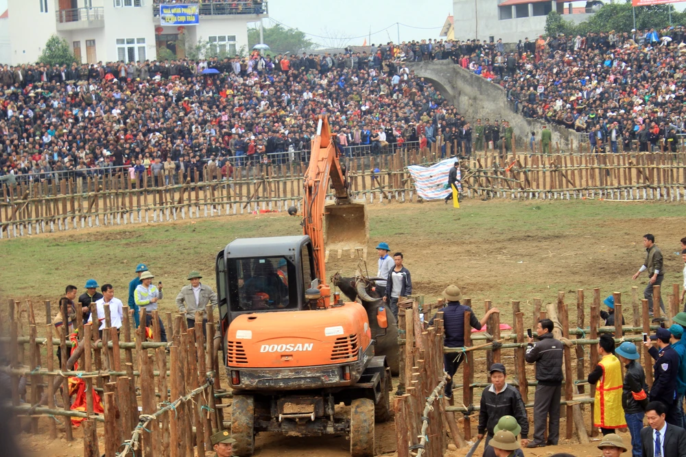 kéo trâu 20 khỏi sới