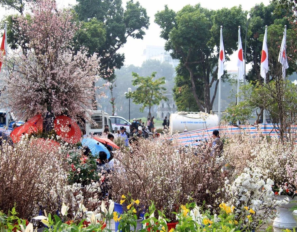 Hàng nghìn cành hoa anh đào Nhật Bản đã được chuyển về khu vực vườn hoa Lý Thái Tổ