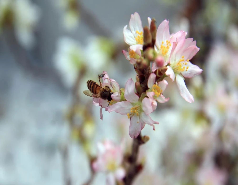 Những cành hoa thu hút các loài ong, bướm...