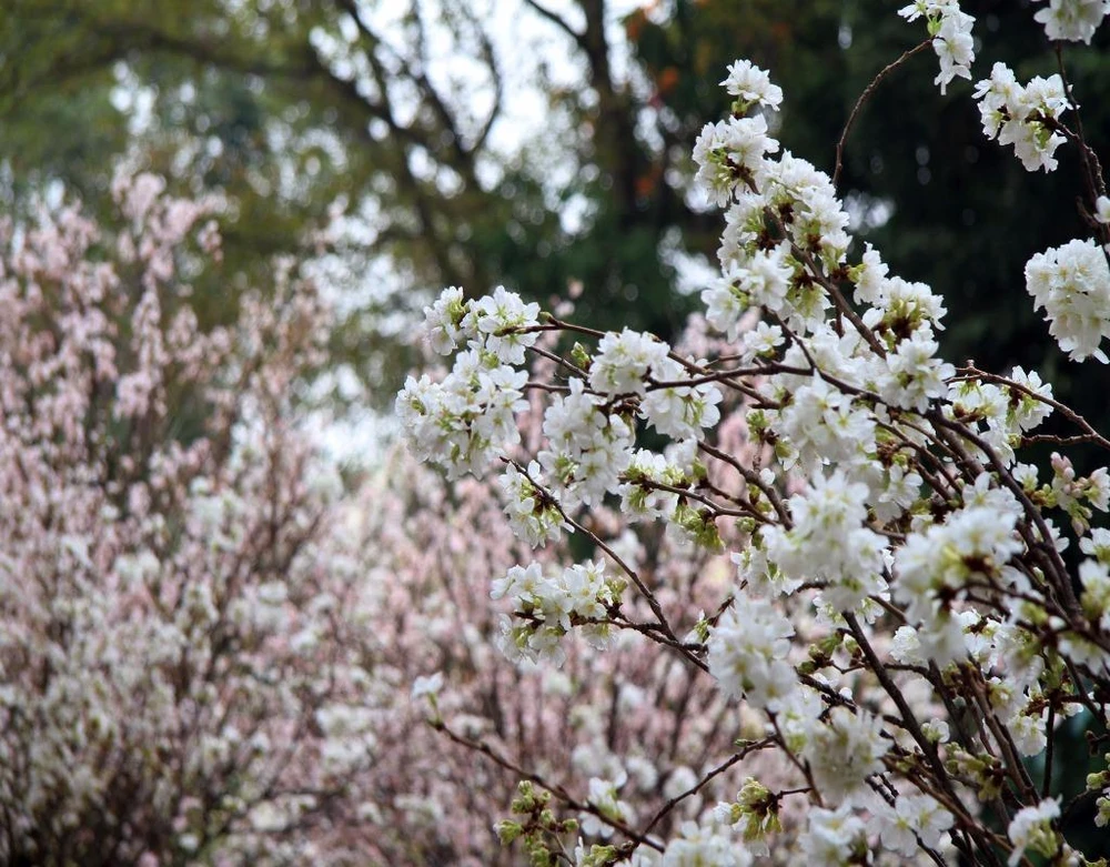 những cây hoa anh đào đầu tiên đã về tới Việt Nam tối hôm 7-3 