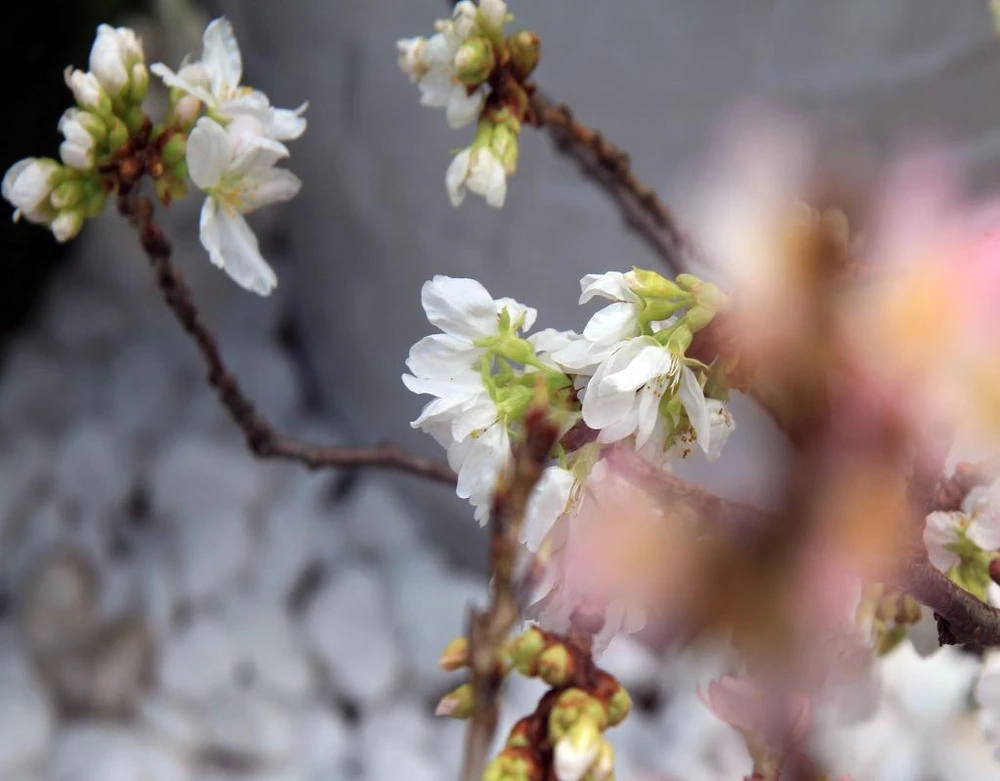 150 cây hoa anh đào bao gồm 2 loại, là hoa anh đào đỏ và hoa anh đào trắng