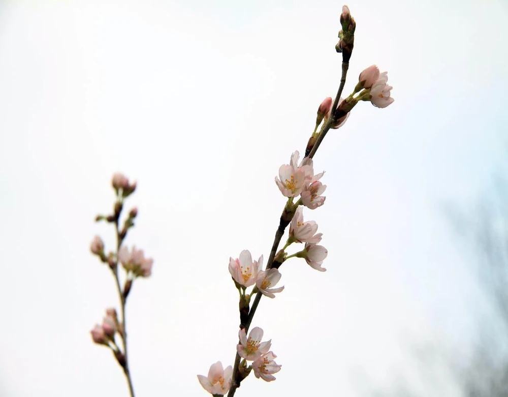 Nở rực rỡ tạo nên một không gian 'thơ mộng'