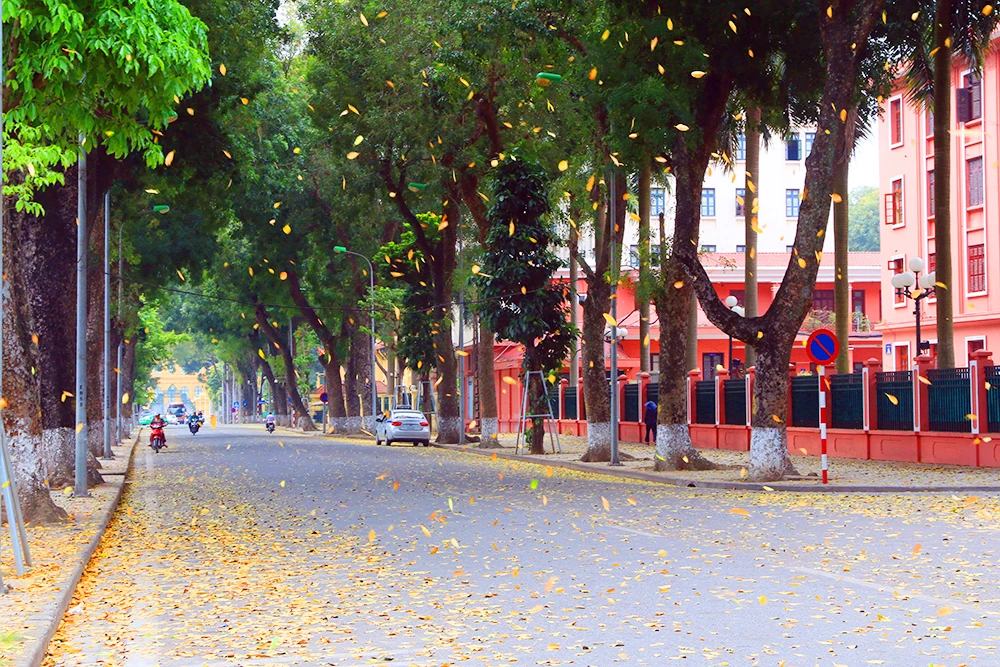 Hà Nội: Say đắm với mùa lá rụng ảnh 2