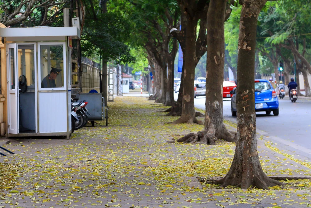 Hà Nội: Say đắm với mùa lá rụng ảnh 3