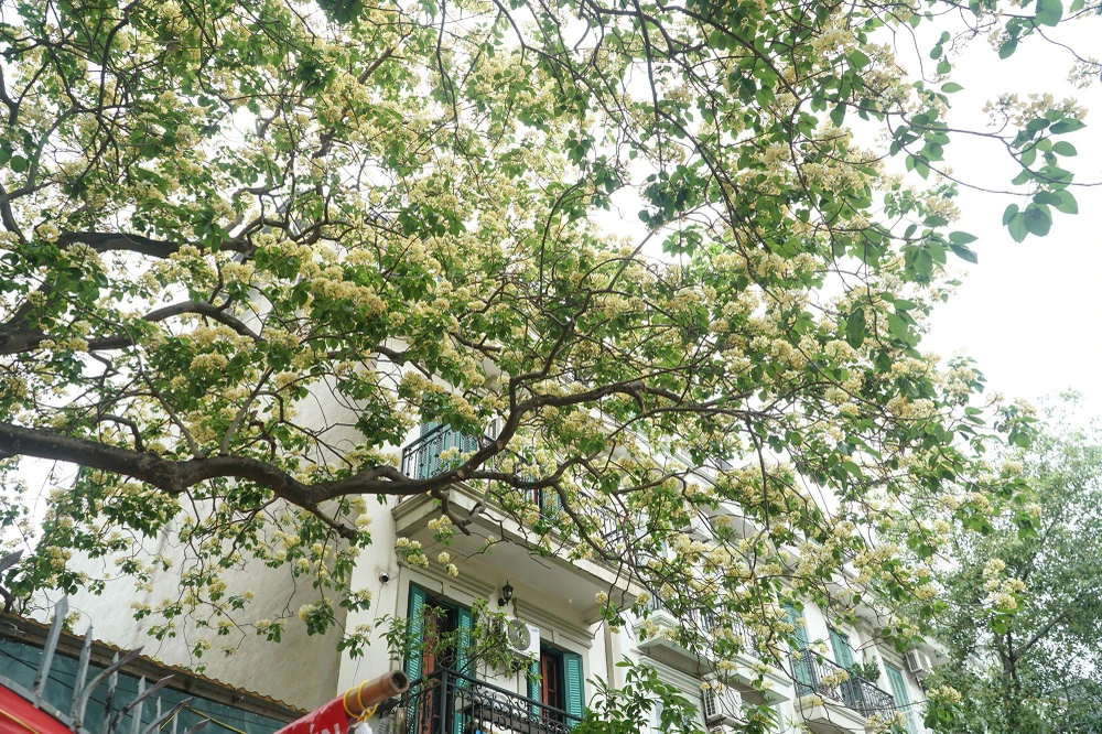 Nhưng với người Hà Nội lại không nhiều người biết về loài cây này.