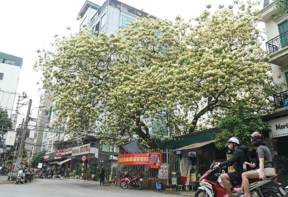 Theo quan sát cây có chiều cao khoảng gần 30 mét, toàn bộ tán cây vàng rực khiến nhiều người hiếu kỳ.