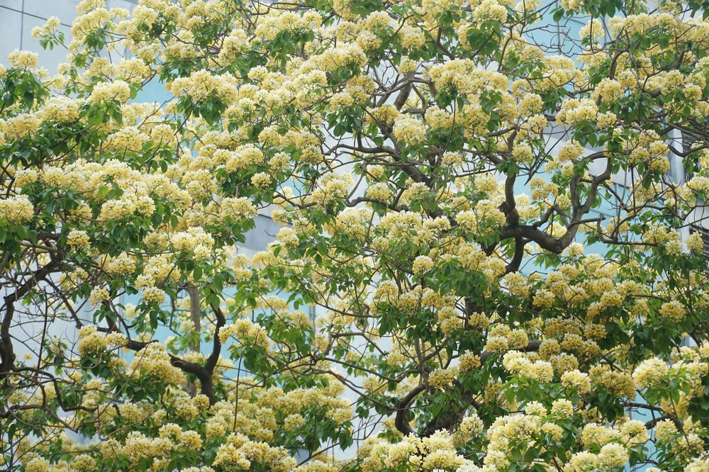 "Cây bún thân thuộc với người dân nhiều thế hệ ở đây, chứng kiến nhiều thăng trầm của làng" - một người dân ở đây chia sẻ.