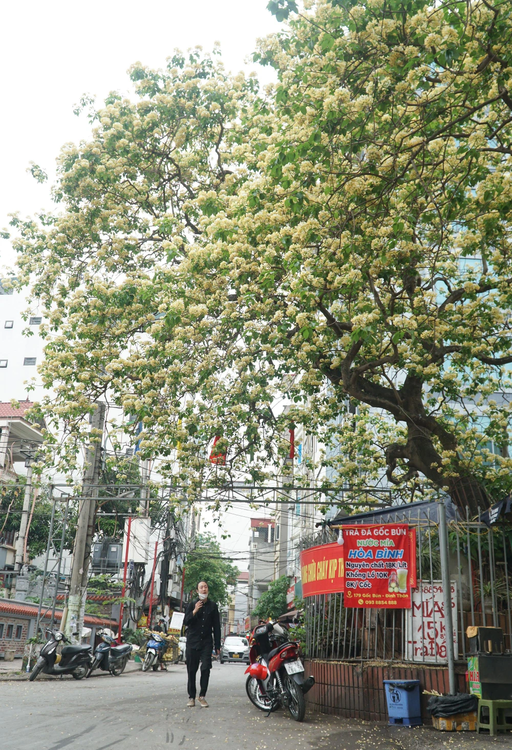 Theo người dân nơi đây, cây bún ước chừng khoảng 300 tuổi, tọa lạc ngay số 183 đường Đình Thôn. Cây có 2 nhánh, 1 nhánh to ngả hướng Đông Bắc có đường kính khoảng hơn 1 mét, nhánh ngả sang hướng Tây Nam có đường kính nhỏ hơn.