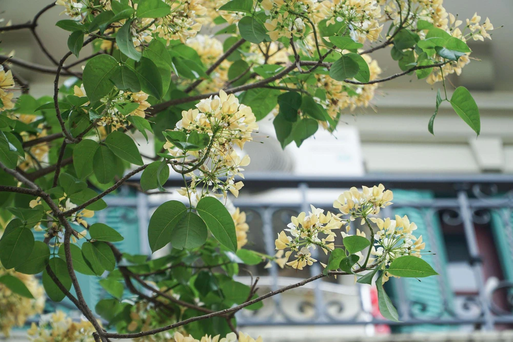 Cây hoa bún quen thuộc với người dân ở các tỉnh miền Trung như: Quảng Nam, Ninh Thuận, Thừa Thiên - Huế...