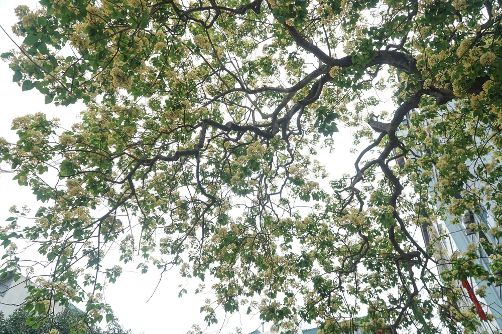 Người dân trong làng Đình Thôn cho rằng, sở dĩ có tên như vậy vì chùm hoa bún có 2 màu, có chùm mới bung màu trắng, cánh hoa hình 1 con bún lá, có chùm bung màu vàng rực.