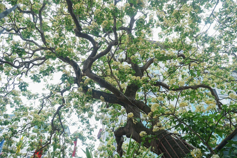 Cây bún là loại cây thân gỗ tán rộng, nở hoa rộ nhất vào tháng 2 âm lịch, sau đó thưa dần, nhưng đến lúc giao mùa sang hạ, mưa ẩm, cây lại bung lộc trổ hoa từng chùm rất bắt mắt. Hoa bún mọc thành từng chùm phía đầu cành, hoa có hai màu trắng và vàng.