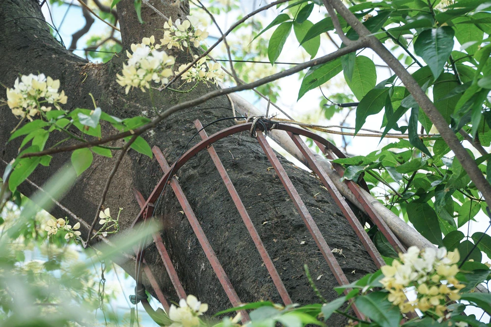 Thân cây cũng được "mặc áo giáp sắt" kiên cố.