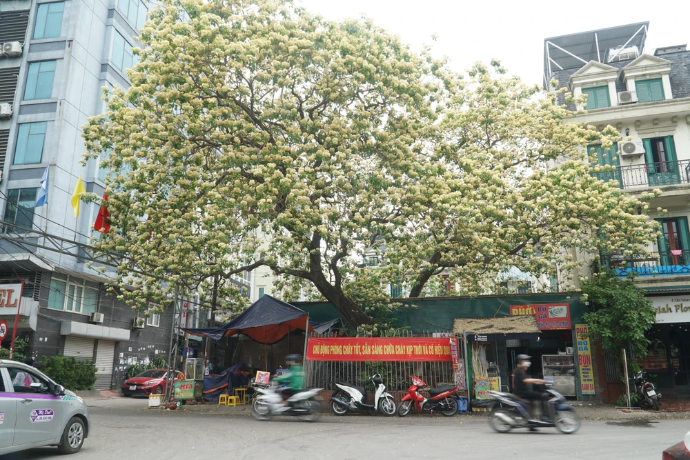 Người dân cho biết, ở đây từng có 2 cây bún, một cây do nằm trong quy hoạch xây dựng của một công ty nên họ đã phá đi. Cây bún hiện tại, do nằm trên vỉa hè nên vẫn được giữ lại.